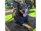 Adopt GRACIE a Australian Kelpie, Australian Cattle Dog / Blue Heeler