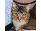 Adopt Marcy a Domestic Short Hair, Abyssinian