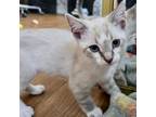 Adopt Jaheira a Siamese