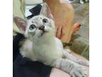 Adopt Minthara a Siamese