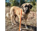Adopt Harvest a Great Pyrenees, Anatolian Shepherd