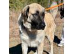 Adopt Halo a Great Pyrenees, Anatolian Shepherd