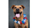 Adopt SweetHeartt a American Staffordshire Terrier, Mixed Breed