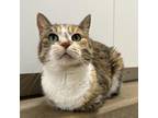 Adopt Star a Domestic Short Hair