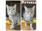Adopt Petunia a Domestic Short Hair