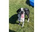 Adopt Atari a Mixed Breed