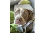 Adopt Lunch Lady (in Foster) a Labrador Retriever, Pit Bull Terrier