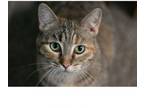 Adopt Reba a Domestic Short Hair, Tabby