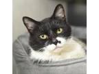 Adopt Sweetie-Foster a Domestic Medium Hair, Domestic Short Hair