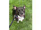 Adopt Baby Girl/hw+ a Mixed Breed