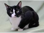 Adopt Meg a Domestic Short Hair