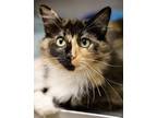 Adopt Nala a Domestic Long Hair, Domestic Short Hair