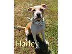 Adopt Harley 123868 a Pit Bull Terrier