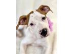 Adopt Paisley a American Staffordshire Terrier, Mixed Breed