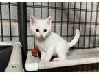Adopt Cinema a Domestic Short Hair