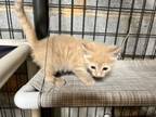 Adopt Kernel a Domestic Medium Hair, Domestic Short Hair