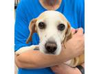 Adopt Sissy Ann a Beagle