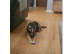 Adopt Rolita a German Shepherd Dog