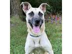 Adopt Nocturna a Retriever, Mixed Breed