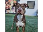 Adopt FREYA a Pit Bull Terrier, German Shorthaired Pointer