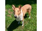 Adopt Nola a Collie