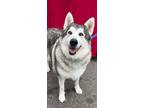 Adopt Cherokee a Alaskan Malamute