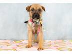Adopt Tequila a Mountain Cur, Mixed Breed
