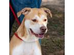 Adopt Harper a Retriever, Mixed Breed