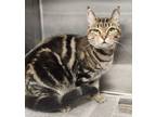 Adopt Lil` Bit a Domestic Short Hair