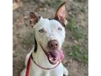 Adopt Blanco a Australian Cattle Dog / Blue Heeler, Pit Bull Terrier