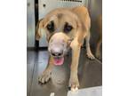 Adopt Cindy a Black Mouth Cur, Mixed Breed