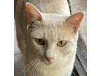 Adopt Sasha a Domestic Short Hair, American Shorthair