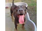 Adopt Willow *Guardian Angel* a Blue Lacy, Mixed Breed