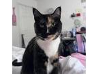 Adopt Rhea a Domestic Short Hair