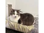 Adopt Matilda a Domestic Short Hair