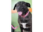 Adopt Jewel a Retriever, Mixed Breed