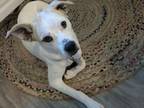 Adopt Terracotta a Labrador Retriever, Mixed Breed