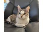 Adopt Petunia a Domestic Short Hair