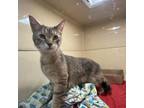 Adopt Marigold a Domestic Short Hair