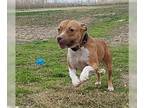 Bullboxer Pit DOG FOR ADOPTION RGADN-1118535 - Waffles - Boxer / American Pit
