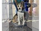 Akita Mix DOG FOR ADOPTION RGADN-1139744 - Sheriff - Akita / Mixed (medium coat)