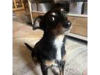 Adopt Kimchi/Shakira a Dachshund, Rat Terrier