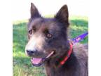 Adopt Rogue RP* a Labrador Retriever, Chow Chow