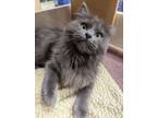 Adopt Missy a Domestic Long Hair, Russian Blue