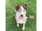 Adopt Koa 2 a Australian Cattle Dog / Blue Heeler, Australian Shepherd