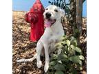 Adopt Oda 24-06-071 a Labrador Retriever