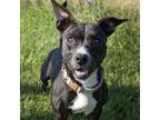Adopt Autumn a Pit Bull Terrier, Mixed Breed