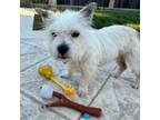 Adopt Della a West Highland White Terrier / Westie