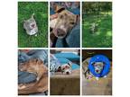 Adopt Waffles a Brindle American Staffordshire Terrier / Mixed dog in Olive