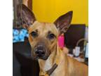 Adopt Shugg a Carolina Dog